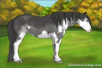 Horse Color:Smoky Black Sabino Splash 