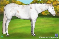 Horse Color:Palomino Sabino Brindle