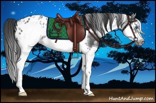 Horse Color:White Spotted Blue Roan Splash Frame Appaloosa 