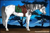 Horse Color:White Spotted Blue Roan Splash Frame Appaloosa 
