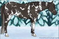 Horse Color:White Spotted Liver Chestnut 