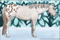 Horse Color:Chestnut Appaloosa 