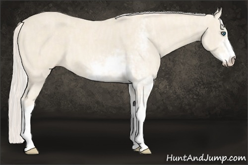 Horse Color:Cremello Sabino  Brindle
