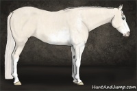 Horse Color:Cremello Sabino  Brindle