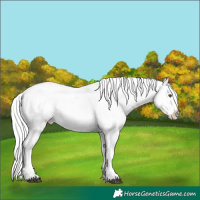 Horse Color:Silver Blue Onyx Chinchilla Frame Varnish 