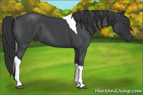 Horse Color:Blue Roan Tobiano 