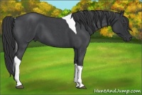 Horse Color:Blue Roan Tobiano