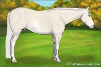 Horse Color:Cremello Sabino  Brindle
