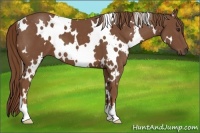 Horse Color:White Spotted Chestnut
