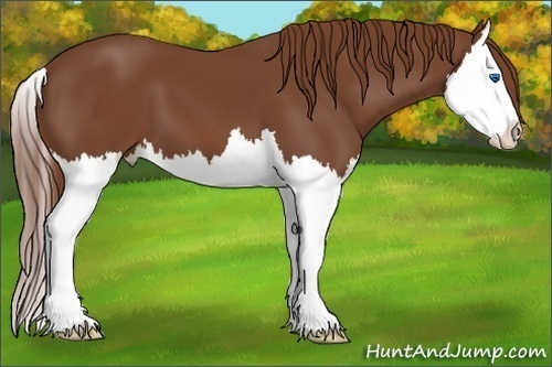 Horse Color:Chestnut Splash 