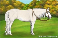 Horse Color:Cremello Sabino  Brindle