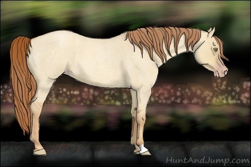 Horse Color:Gold Champagne Roan Dun 