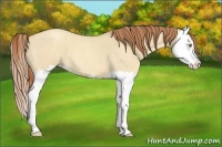 Horse Color:Gold Champagne Roan Dun Splash 