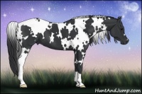 Horse Color:White Spotted Black 