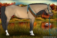 Horse Color:Buckskin Dun 