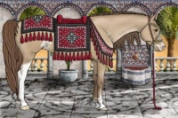 Horse Color:Grullo Pearl Sabino