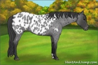 Horse Color:Blue Roan Appaloosa 