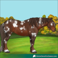 Horse Color:White Spotted Liver Chestnut 