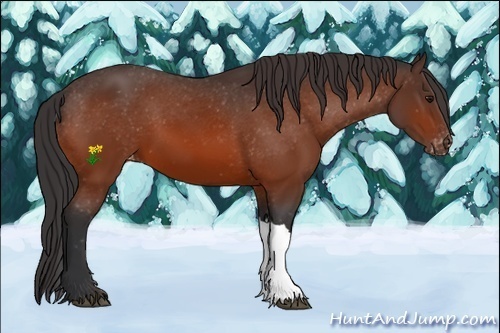 Horse Color:Bay Varnish 
