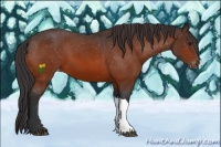 Horse Color:Bay Varnish 