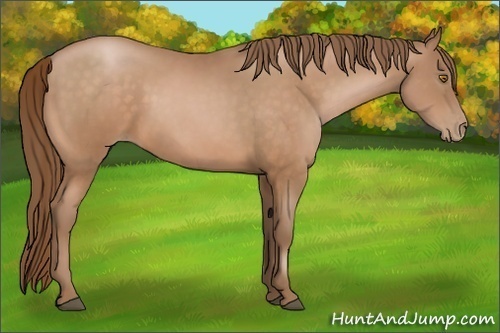 Horse Color:Bay Pearl