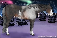 Horse Color:Brown Sabino  Brindle