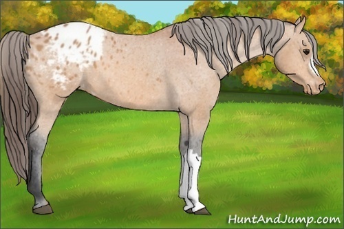 Horse Color:Bay Appaloosa 