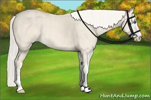 Horse Color:Cremello Sabino  Brindle