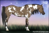 Horse Color:White Spotted Liver Red Dun