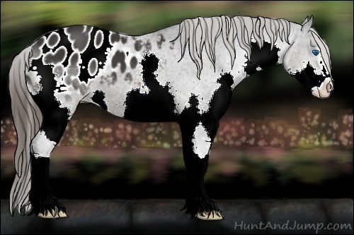 Horse Color:Brown Sabino Splash Appaloosa