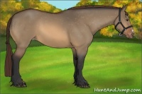 Horse Color:Bay Dun Appaloosa 