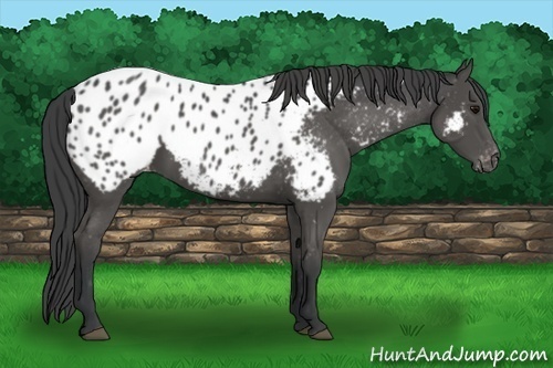 Horse Color:Black Appaloosa 