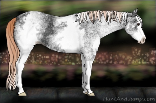 Horse Color:White Spotted Liver Chestnut Splash 