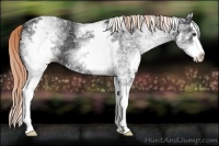 Horse Color:White Spotted Liver Chestnut Splash 