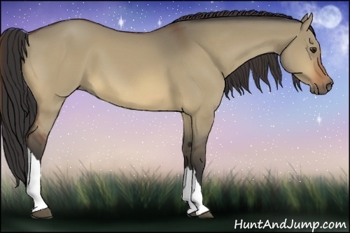 Horse Color:Bay Dun 