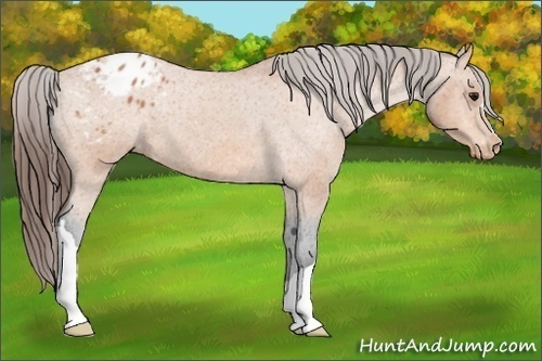 Horse Color:Bay Appaloosa 