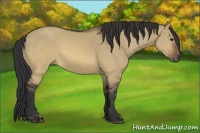 Horse Color:Brown Dun 