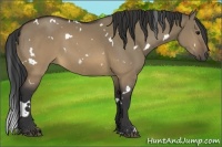 Horse Color:White Spotted Buckskin Dun 