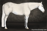 Horse Color:Cremello Sabino  Brindle