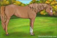 Horse Color:Chestnut Rabicano 