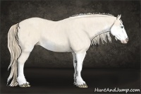 Horse Color:Perlino Sabino Brindle