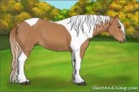 Horse Color:Chestnut Tobiano