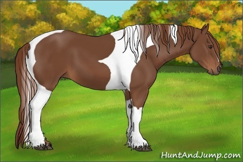 Horse Color:Chestnut Tobiano