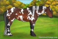 Horse Color:White Spotted Bay 