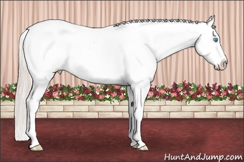 Horse Color:Palomino Pearl Sabino Splash Appaloosa 
