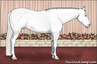 Horse Color:Palomino Pearl Sabino Splash Blanket