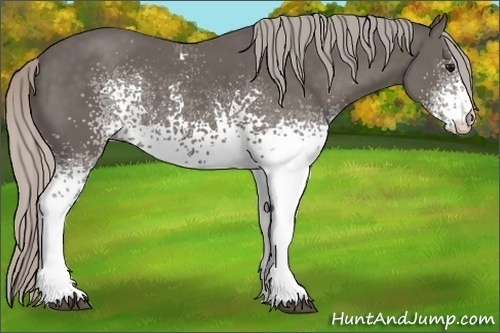 Horse Color:White Spotted Silver Black 