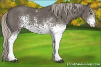 Horse Color:White Spotted Silver Black 