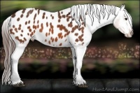 Horse Color:Bay Appaloosa 