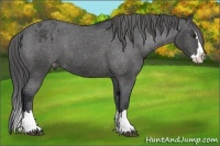 Horse Color:Black Sabino Splash Appaloosa 